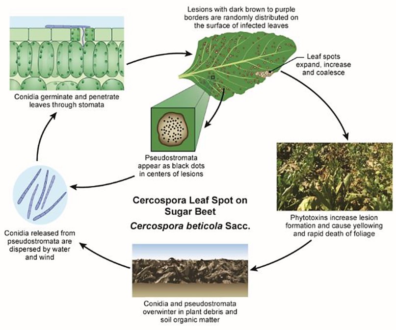 An illustrated disease cycle.